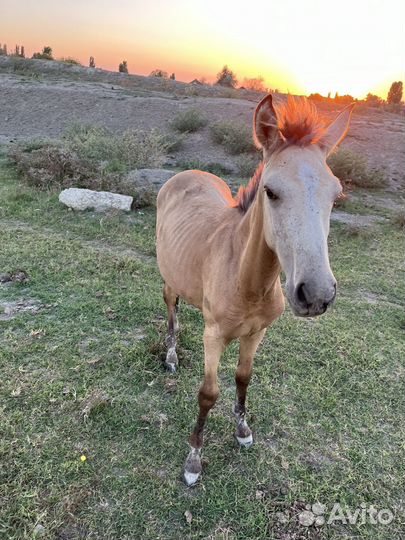 Жеребчик, кобылка