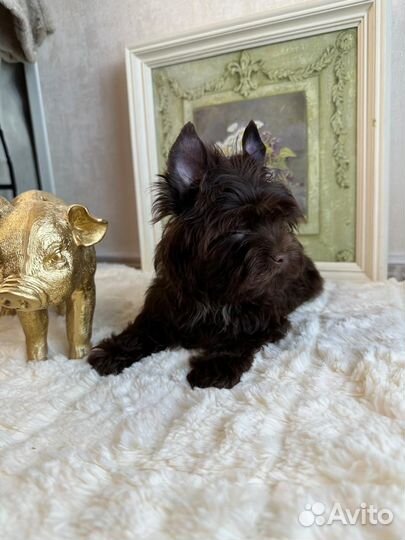 Йорк мини беби фейс