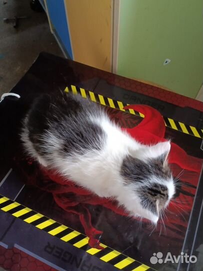Бесплатно котик 5 мес