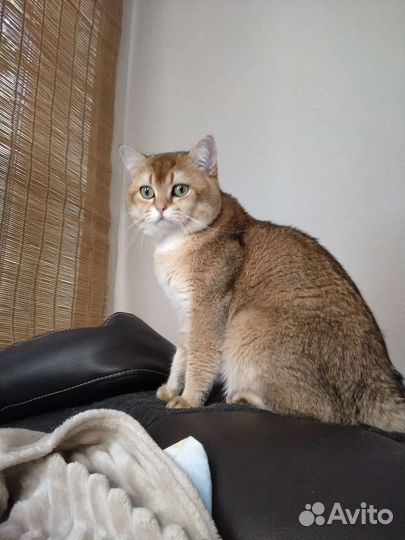 Британский кот золотая шиншилла вязка