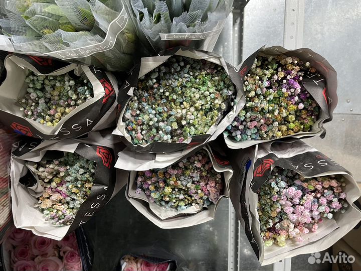 Эквадор Гипсофила. Цветная гипса