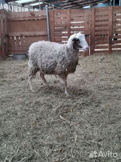 Овцы. Дорпер/романовская