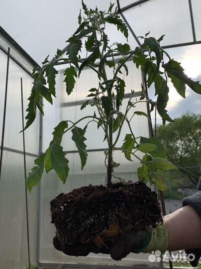 Рассада помидор