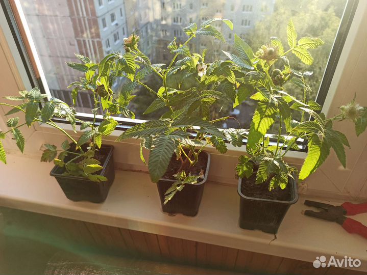 Княженика саженцы с закрытой корневой, на цвету