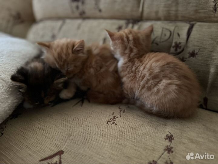 Котята девочки в добрые руки