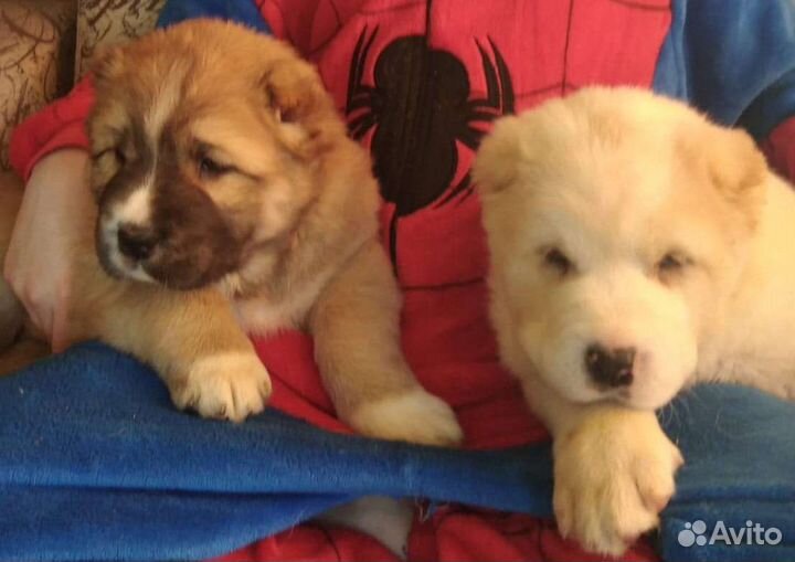 Среднеазиатская овчарка (алабай), щенки