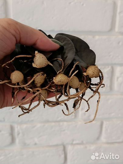 Замиокулькас: Давен, Равен, Зензи,Ланцетовидный