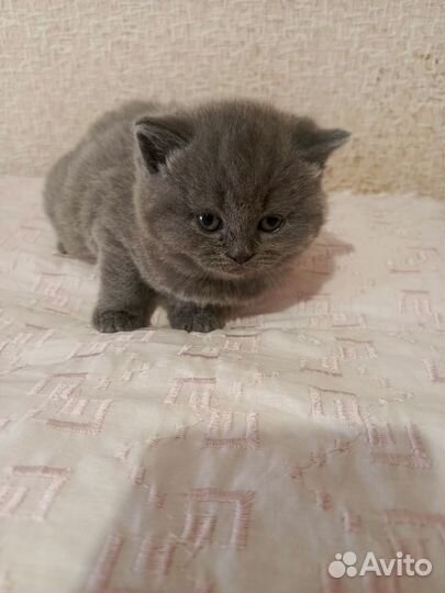 Британские котята