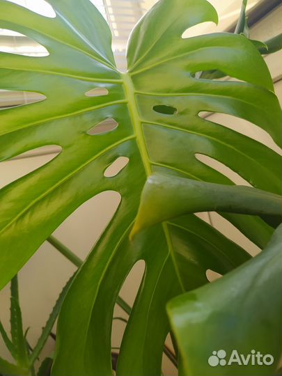 Монстера (молодые монстеры)