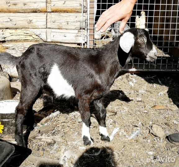 Нубийский козлик