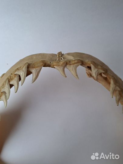 Челюсть акулы