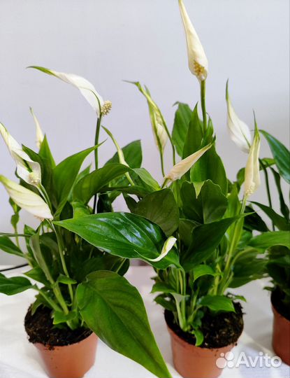 Спатифиллум