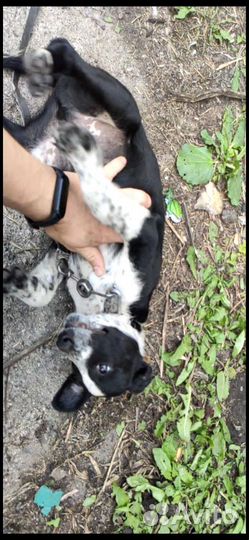 Собака в добрые руки отдам бесплатно