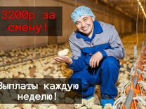 Рабочие на Птицефабрику / Проживание + Питание