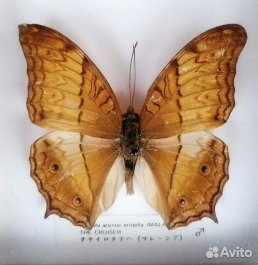 Бабочка vindula arsinoe erotella (malaysia)