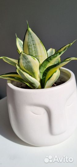 Сансевиерия ханни