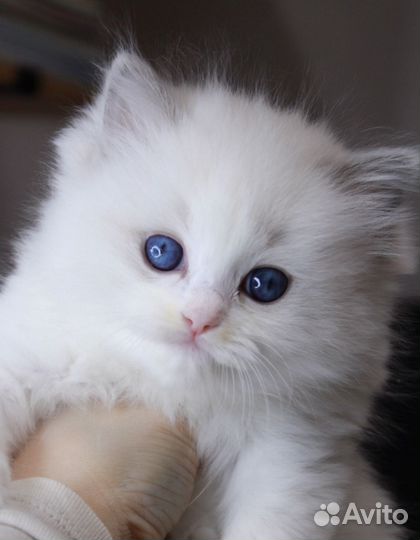 Котята рэгдолл (продан)