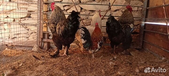 Куры петухи