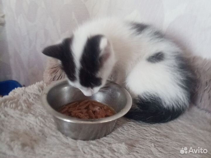 Кошки в добрые руки