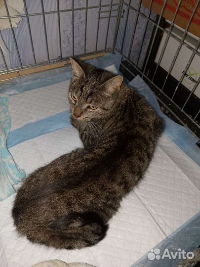 Больной котёнок - передержка на время