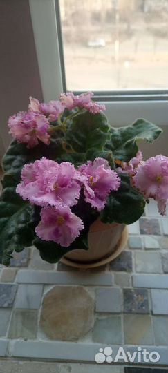 Фиалка Листики