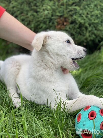 Отдам бесплатно щенки