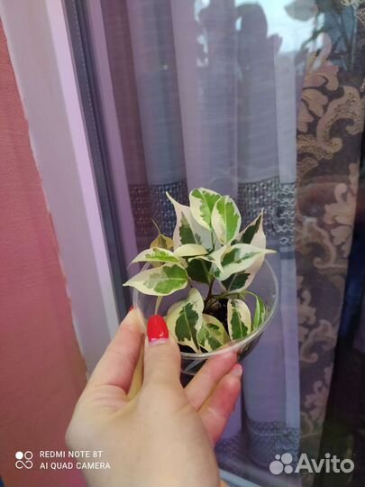 Фикус бенджамина