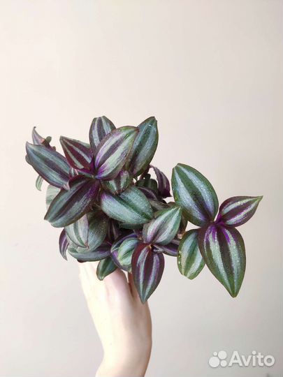 Традесканции сортовые