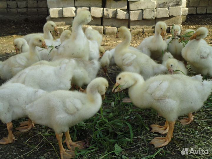 Подрощенные Гусята Линда оптом и в розницу