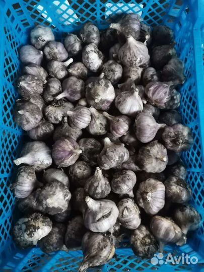 Озимый чеснок