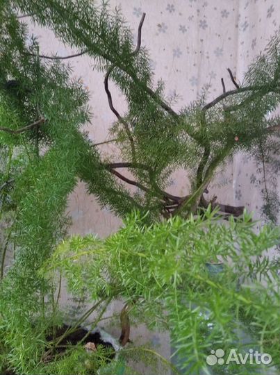 Аспарагус (большой куст)