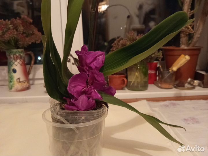 Орхидея фаленопсис