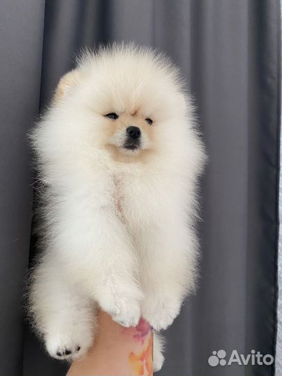 Померанский шпиц девочка