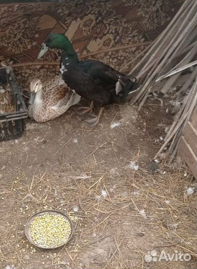 Селезни индийского бегунка и петухи Брама