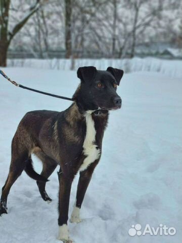 Собака очень грустит в приюте