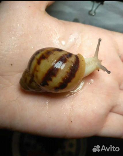 Улитята Архахатина маргината овум