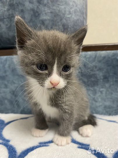 Котята бесплатно