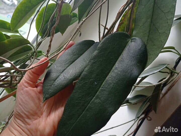 Хойя cv. Kaimukii, Griffitii silver, Globulosa