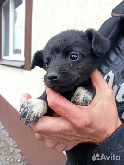 Щенки в добрые руки