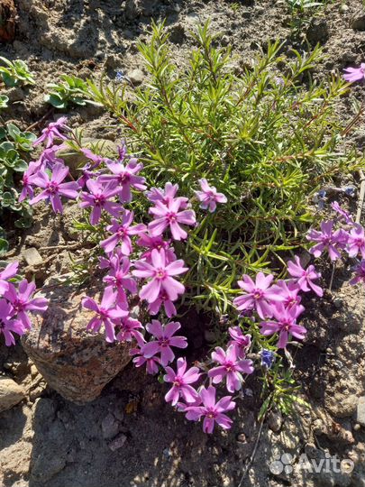 Саженцы многолетних цветов