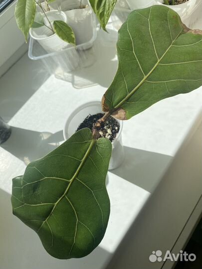 Фикус лирата