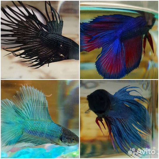 Рыбка петушок