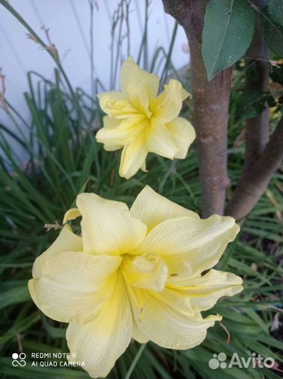 Лилейник,ирисы