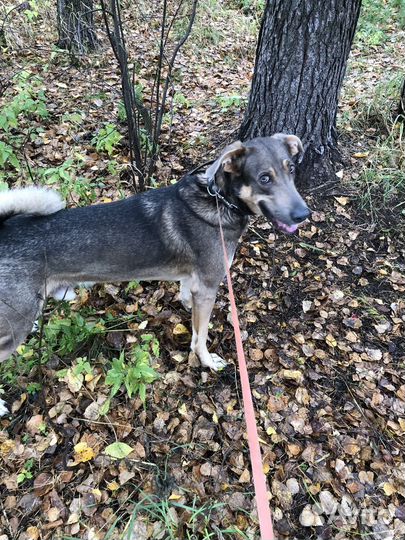 Выгул собак