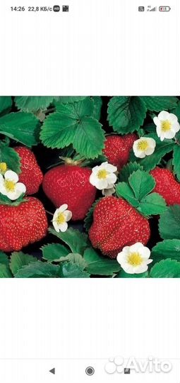 Кустики клубники