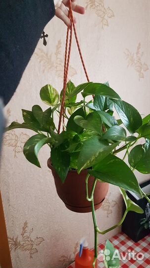 Продам цветы Эпипремнум (Лиана)