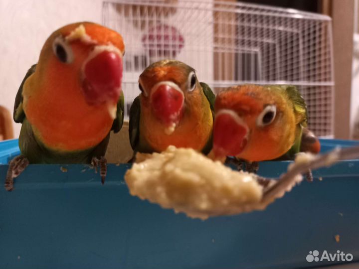 Попугаи неразлучники фишера