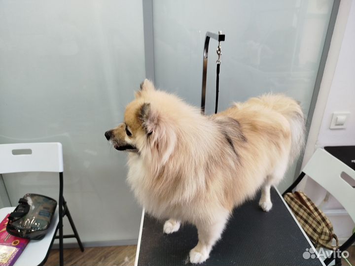 Груминг шпицов.Стрижка по породе, вычес,мытье