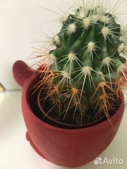 Кактус в горшке