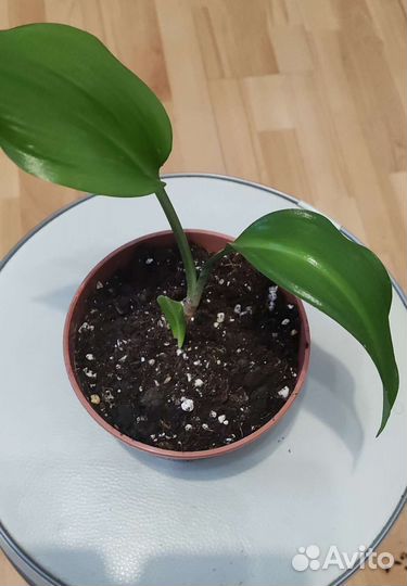 Эухарис или лилия